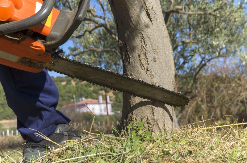 Large Tree Being Cut
