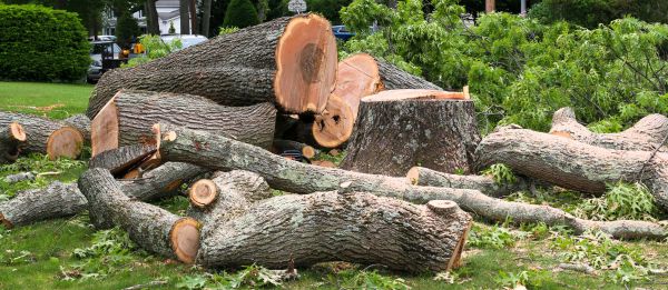 Large Tree Removal in Acworth