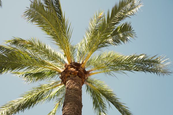 Palm Tree Removal in Acworth