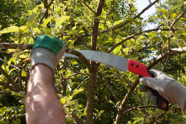 Small Tree Removal in Acworth