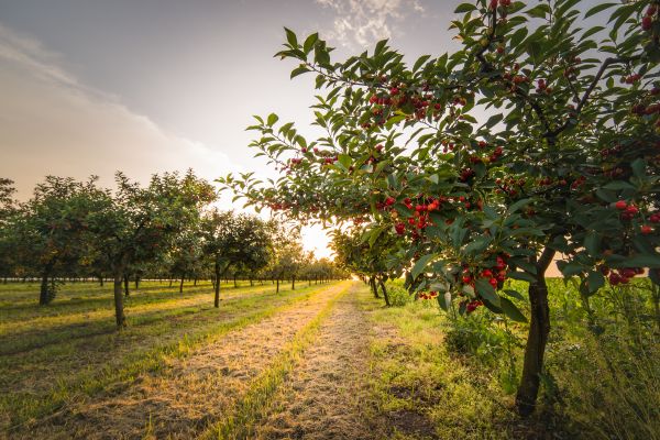 Cost of Cherry Tree Removal in Acworth