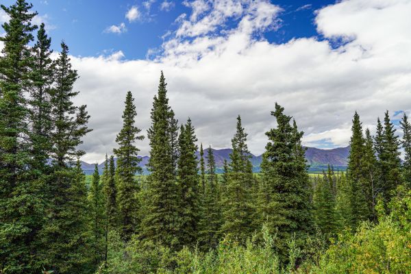 Cost of Spruce Tree Removal in Acworth