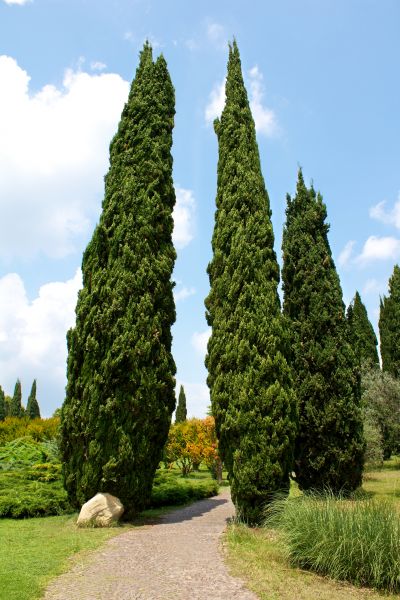 Cypress Tree Removal in Acworth