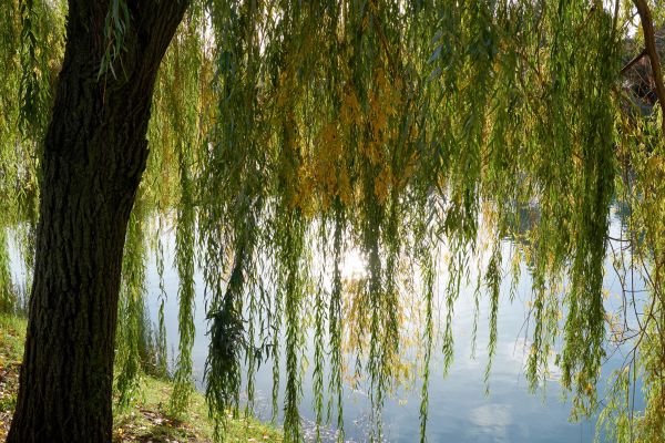 Willow Tree Removal in Acworth