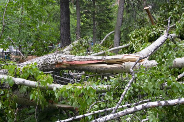 Cost of Birch Tree Removal in Acworth