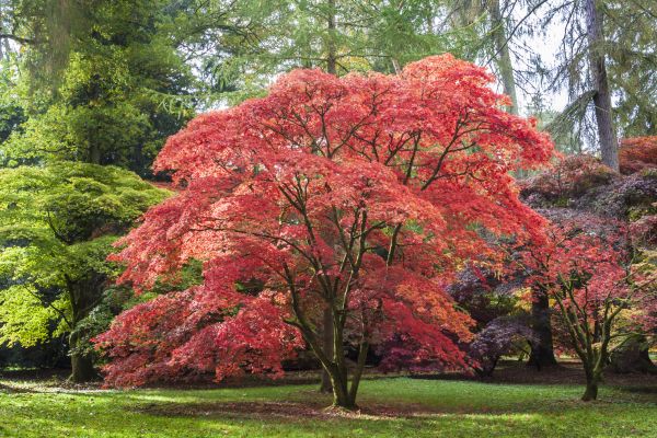 Maple Tree Removal in Acworth