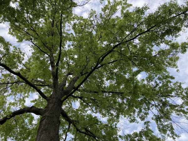 Oak Tree Removal in Acworth