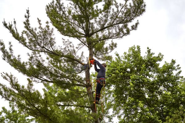 Pine Tree Removal in Acworth