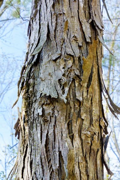 Cost of Hickory Tree Removal in Acworth
