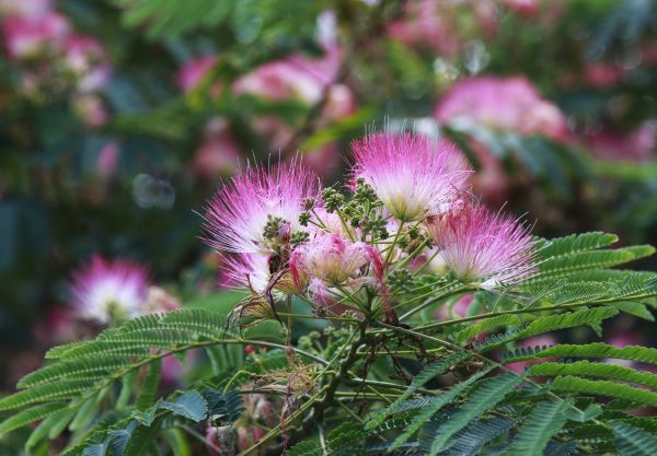 Cost of Mimosa Tree Removal in Acworth