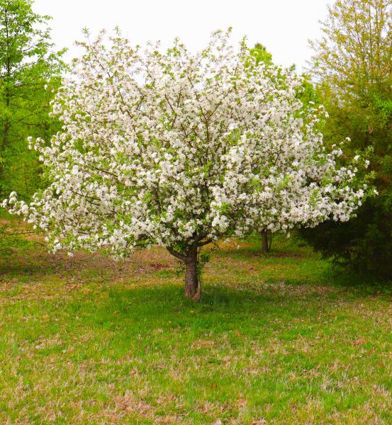 Cost of Dogwood Tree Removal in Acworth
