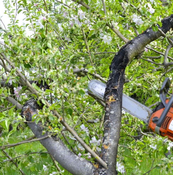 Cost of Apple Tree Removal in Acworth