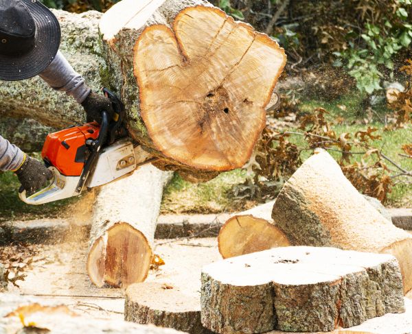 Tree Removal Service in Acworth