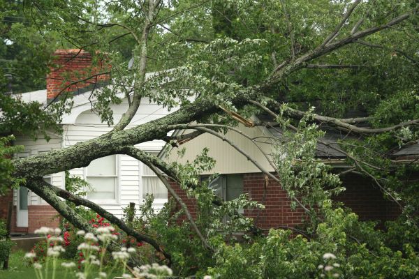 Emergency Tree Removal in Acworth