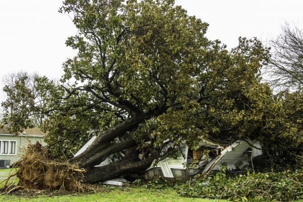 Fallen Tree Removal in Acworth