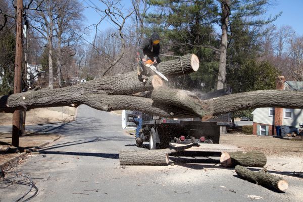 Residential Tree Removal in Acworth
