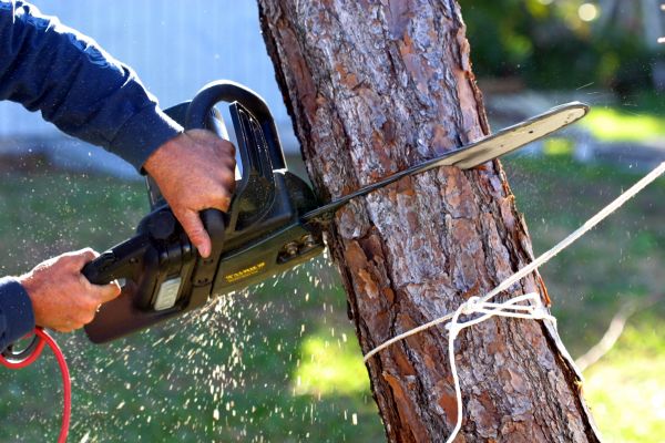 Dead Tree Removal in Acworth
